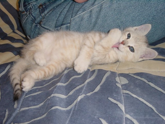 Emu sprawled next to Steph, licking a paw