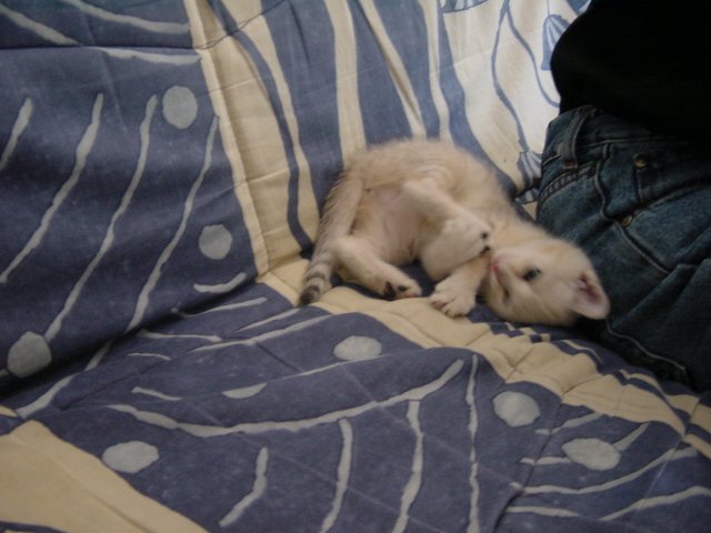 Emu sprawled next to Steph, licking a paw