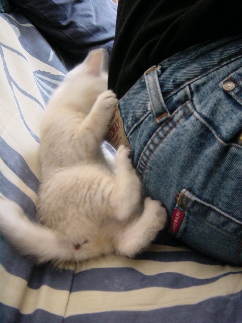 Emu attacking Steph's lower back on the couch