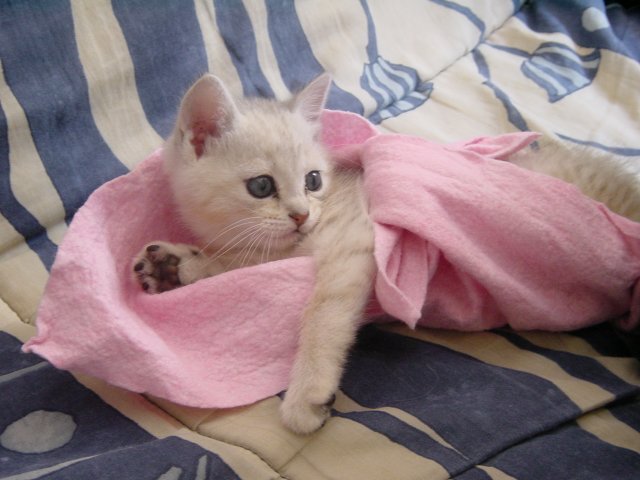 Emu wrapped in a pink towel