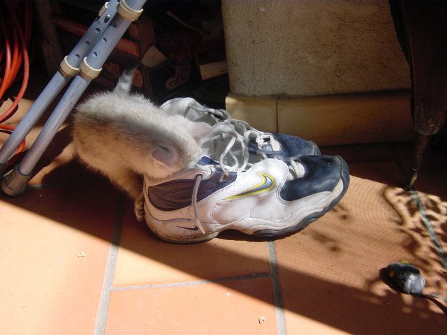 Emu attacking Steph's sneakers