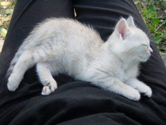 Emu sleeping on Coralie's lap