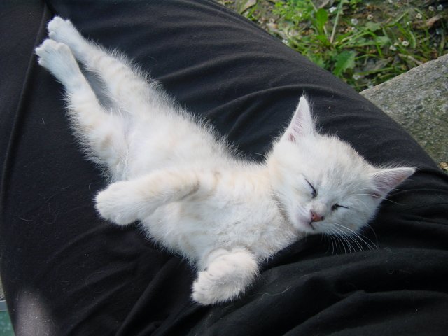 Emu sprawled on her back on Coralie's lap