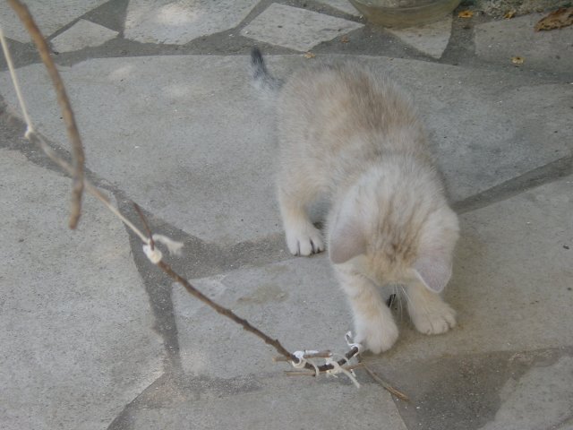 Emu attacking a dangling branch