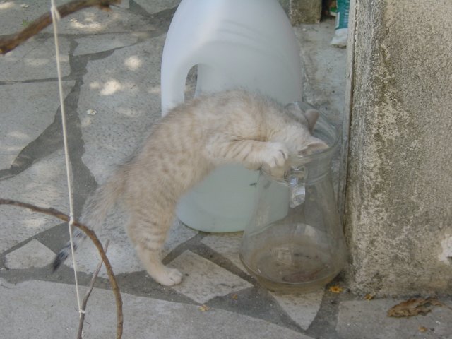 Emu putting her head in the water pot