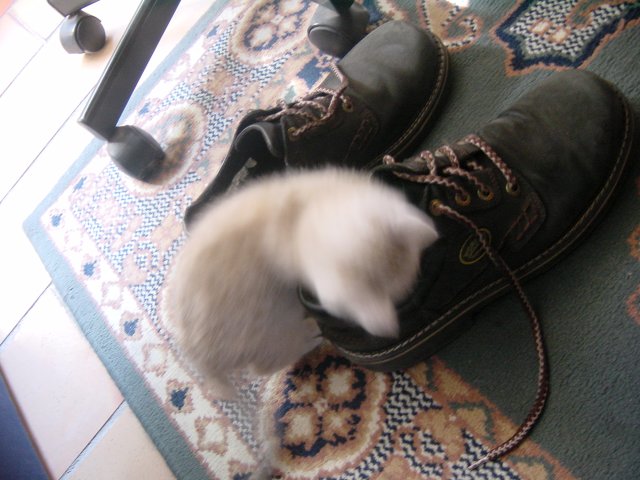 Emu attacking Steph's shoes