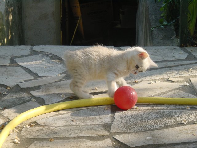 Emu playing with a red ball in the garden