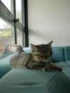 Pichu and Emu sleeping on the sofas