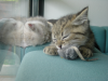 Emu sleeping while Pichu plays with a mouse