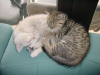 Pichu sleeping on Emu
