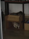 Emu in and Pichu on a cardboard box