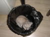 Emu hiding in a paper trash can