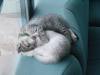 Pichu and Emu sleeping in ball on the sofas