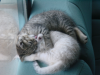 Pichu and Emu sleeping in ball on the sofas