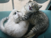 Pichu yawning while Emu still sleeps