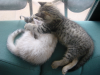Pichu attacking Emu still asleep