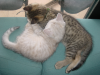 Pichu and Emu in a ball on the sofas