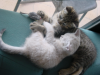 Emu sleeping on Pichu