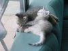 Emu sleeping on Pichu