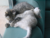 Emu sleeping, almost falling, Pichu next to her playing with the mouse