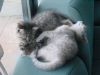 Emu sleeping, almost falling, Pichu next to her playing with the mouse