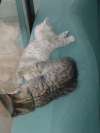 Pichu and Emu sleeping on the sofas