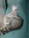 Emu yawning while Pichu still sleeps