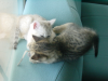 Emu and Pichu fighting on the sofas