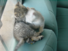 Emu and Pichu fighting on the sofas