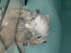 Emu and Pichu fighting on the sofas