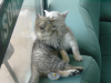 Emu and Pichu fighting on the sofas