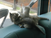 Emu and Pichu fighting
