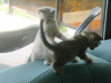 Emu and Pichu fighting