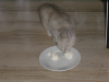 Emu eating some cheese