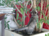 Emu and Pichu climbing a tree