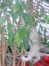 Emu and Pichu climbing a tree