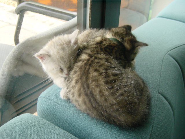 Pichu sleeping on Emu