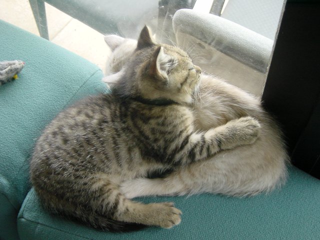 Pichu sleeping on Emu