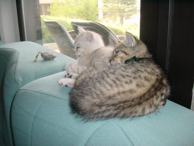 Pichu sleeping on Emu