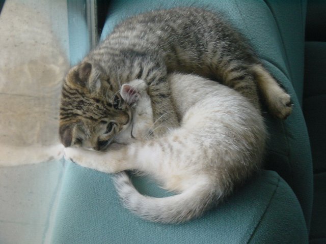 Pichu and Emu sleeping in ball on the sofas