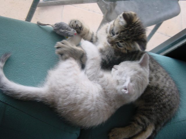 Emu sleeping on Pichu