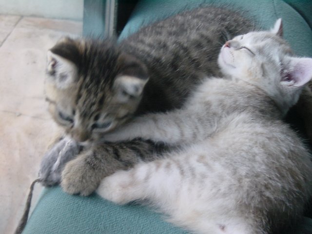 Pichu plays with the mouse while Emu sleeps on him