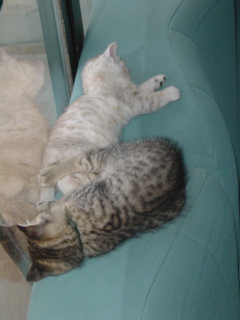 Pichu and Emu sleeping on the sofas