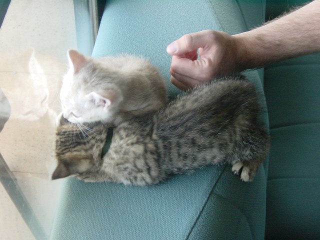 Emu gnawing at Pichu's ear, Yves's fist next to Pichu still asleep