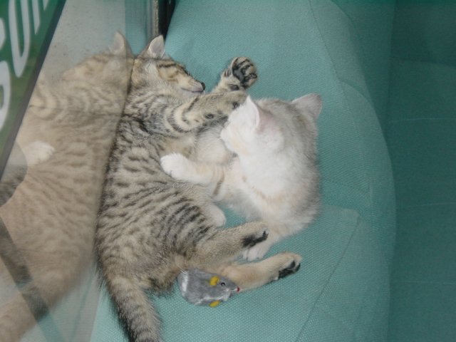 Emu and Pichu fighting on the sofas
