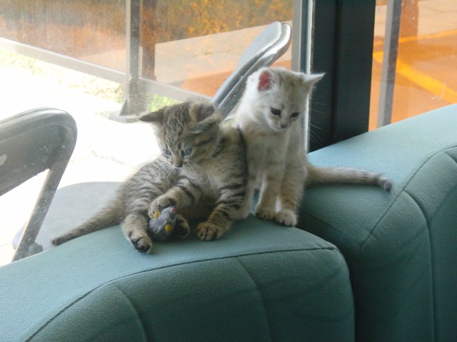 Pichu playing with the mouse, Emu sitting next to him