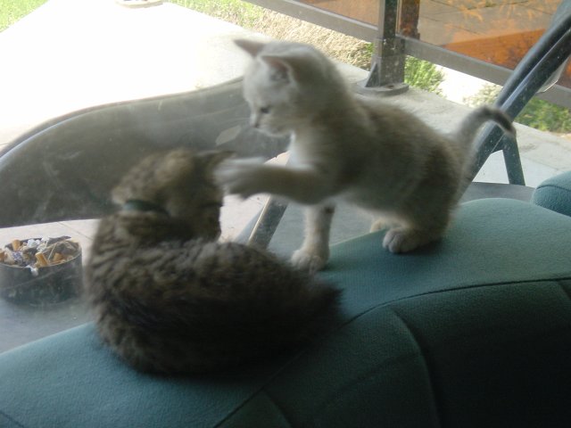 Emu and Pichu fighting