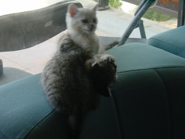 Emu and Pichu fighting
