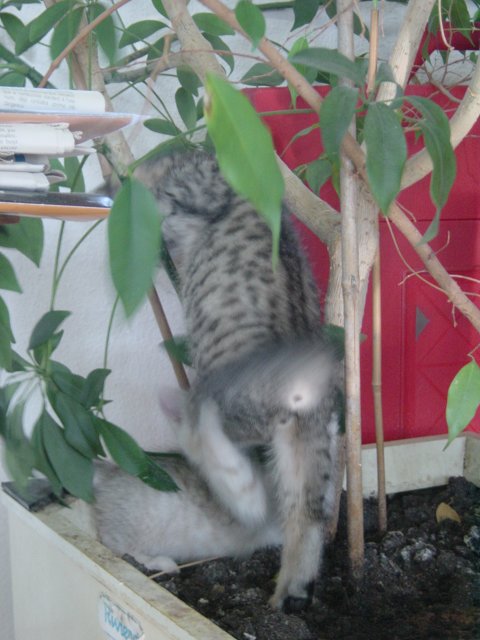 Emu and Pichu climbing a tree