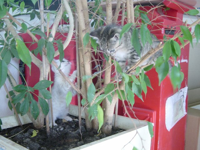 Emu and Pichu climbing a tree